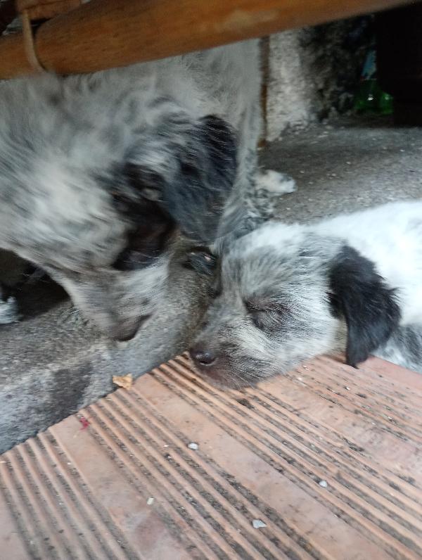Siamo Bo, Tess, CB & Patch.  Foto 2