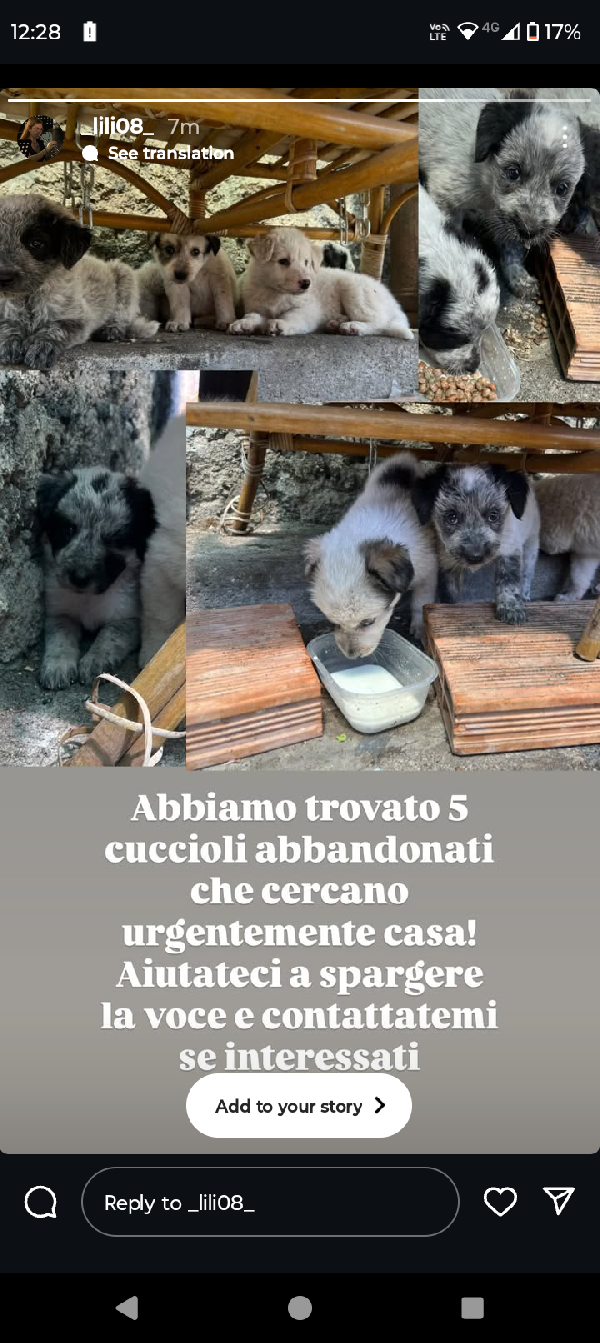 Siamo Bo, Tess, CB & Patch.  Foto 4