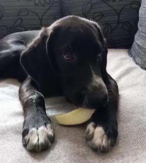 Lewis 5 Mesi