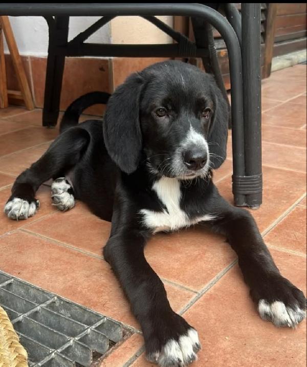 LEWIS 5 MESI Foto 3