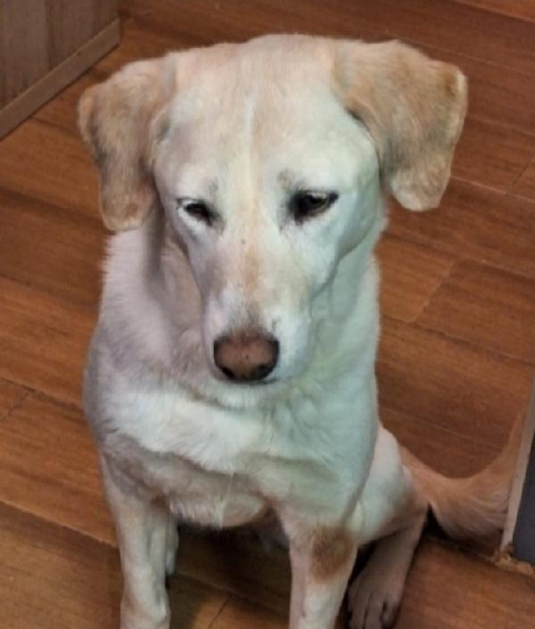 Mix Labrador femmina mollata anziana! MILANO Foto 2