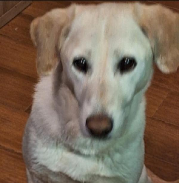 Mix Labrador Femmina Mollata Anziana! Milano