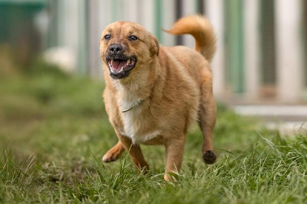 Gringo giovane cagnolino piccola taglia cerca famiglia  Foto 2