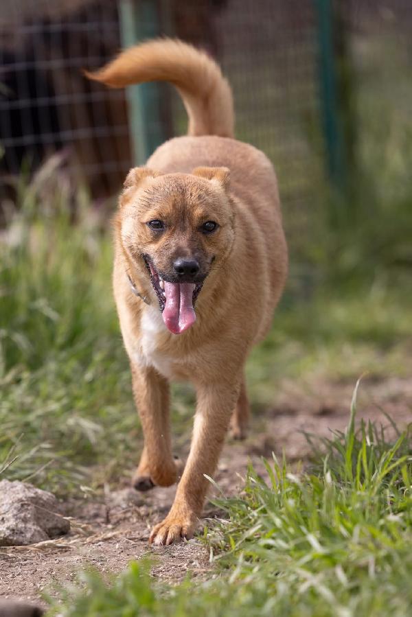 Gringo giovane cagnolino piccola taglia cerca famiglia  Foto 3