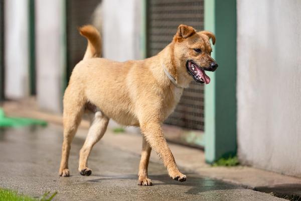 Gringo giovane cagnolino piccola taglia cerca famiglia  Foto 4