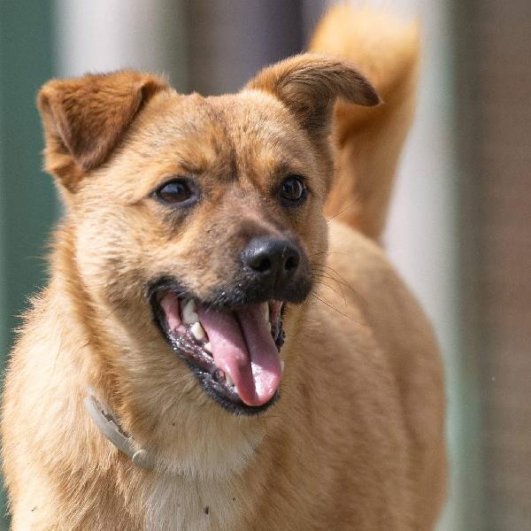 Gringo giovane cagnolino piccola taglia cerca famiglia  Foto 5