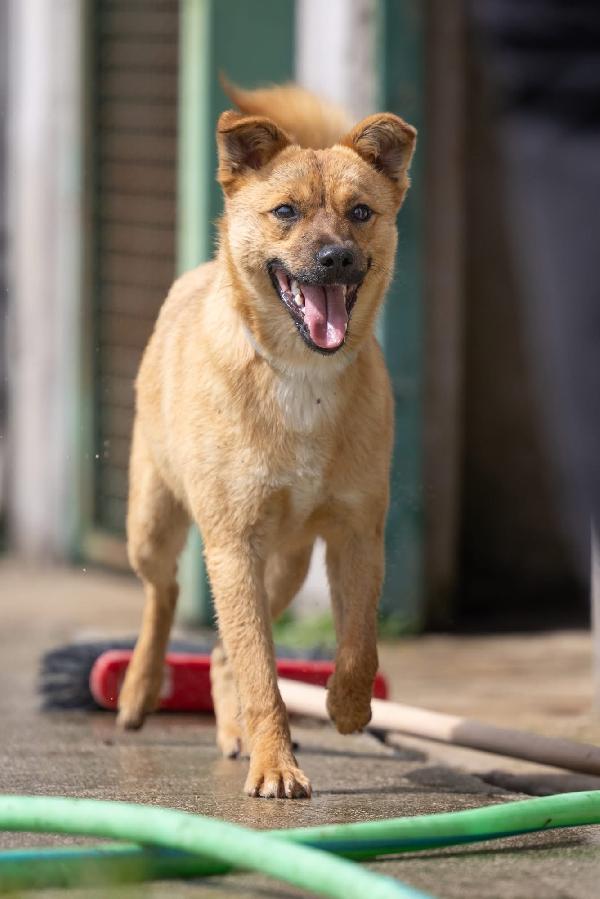 Gringo giovane cagnolino piccola taglia cerca famiglia  Foto 6