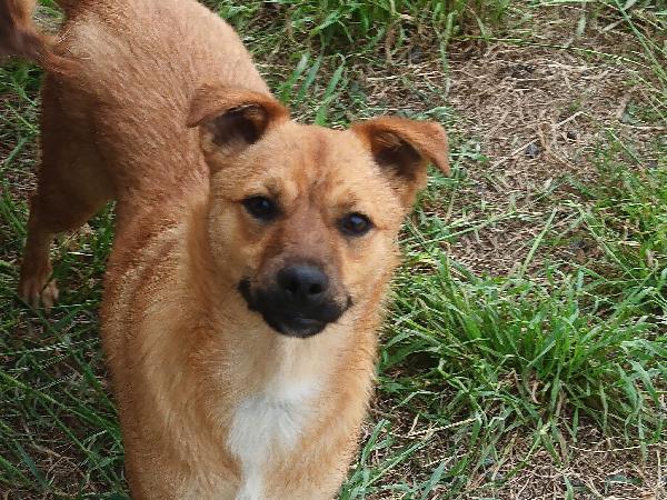 Gringo giovane cagnolino piccola taglia cerca famiglia  Foto 7