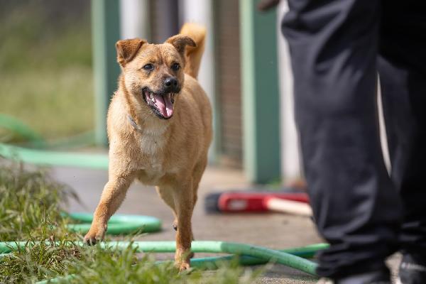 Gringo giovane cagnolino piccola taglia cerca famiglia  Foto 8