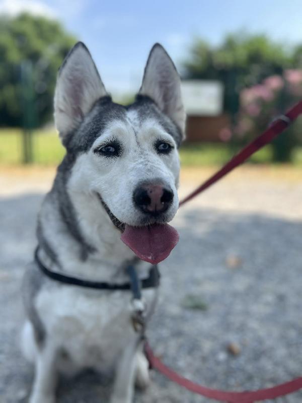 Cloe Husky