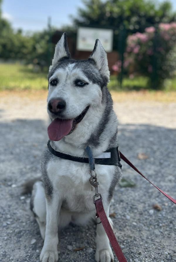 CLOE HUSKY Foto 2