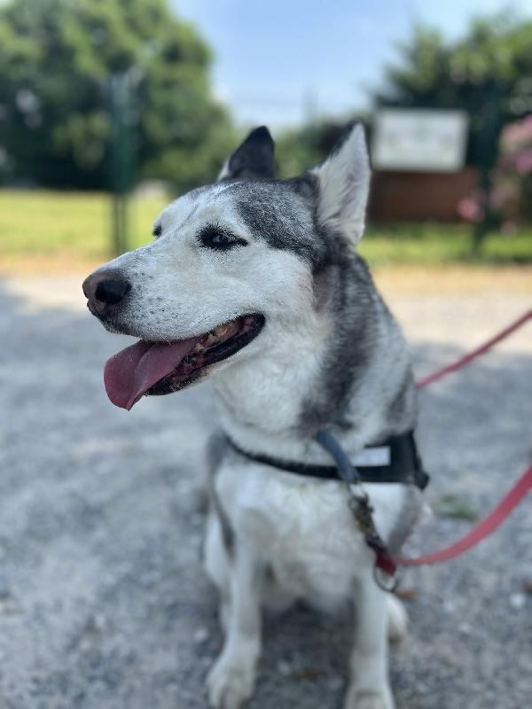 CLOE HUSKY Foto 3