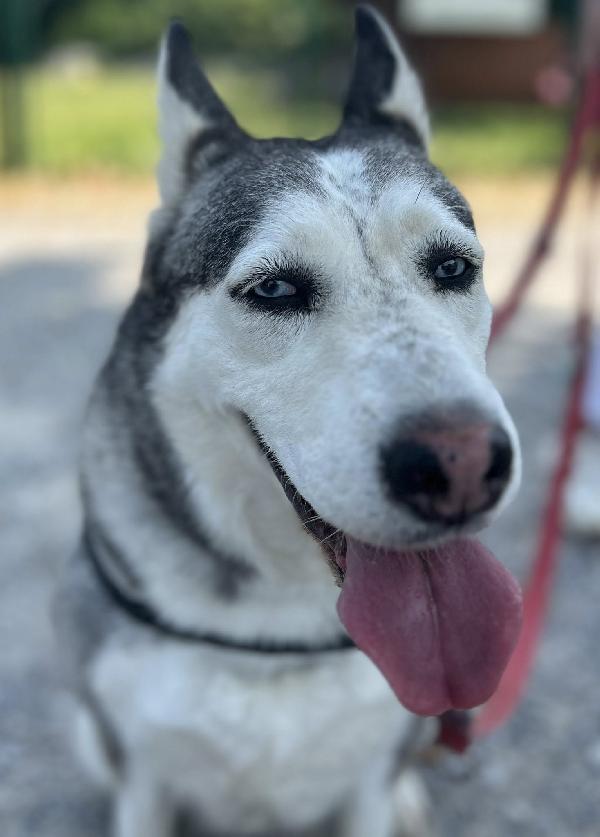 CLOE HUSKY Foto 4