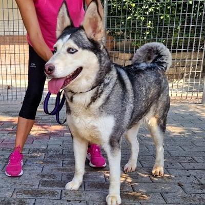 CLOE HUSKY Foto 5
