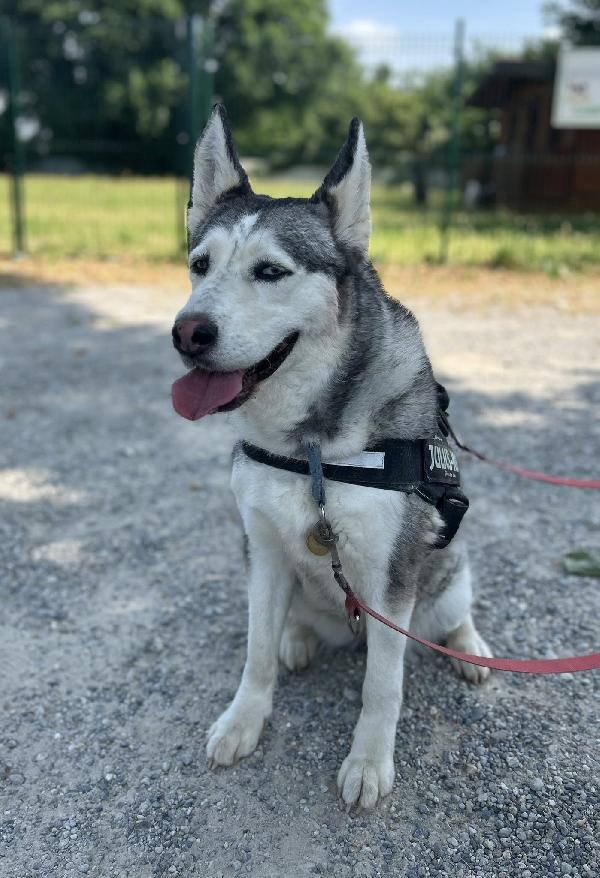 CLOE HUSKY Foto 6