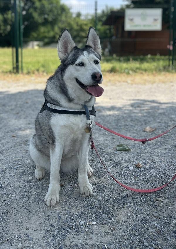 CLOE HUSKY Foto 7