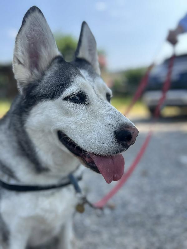 CLOE HUSKY Foto 8