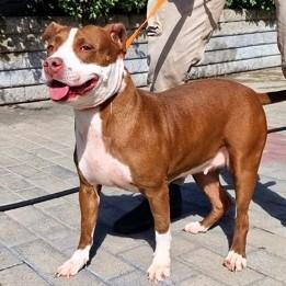 Lady  Dolce Cagnolina