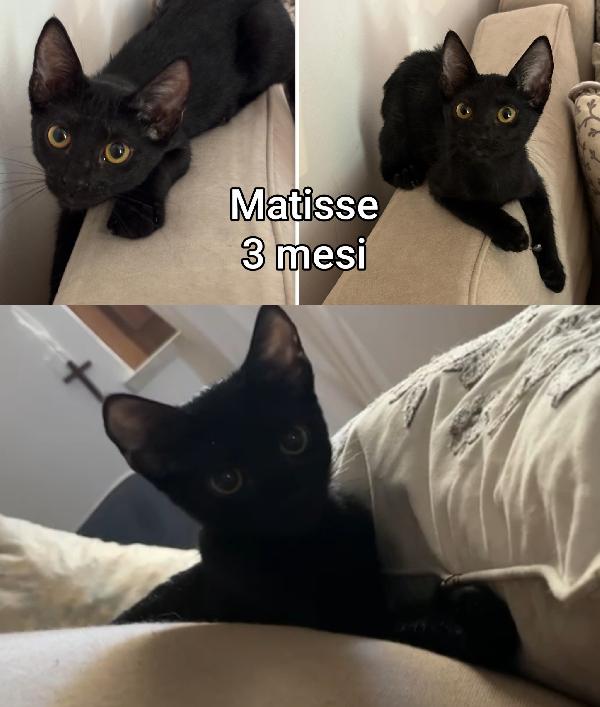 STUPENDI MICETTI IN ADOZIONE  Foto 6