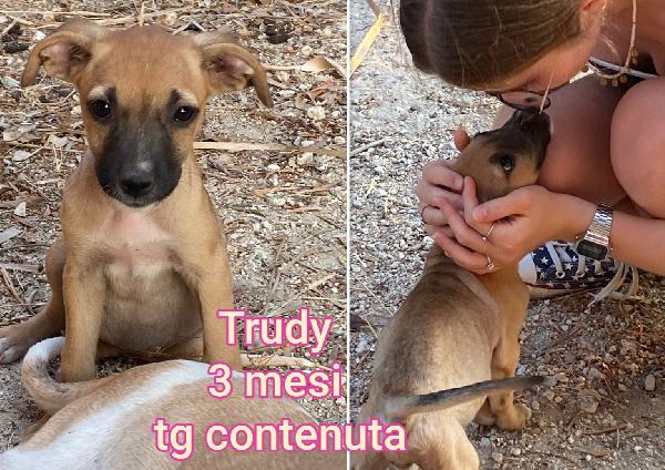 Cuccioli Da Salvare 