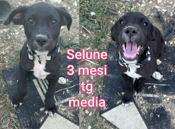 CUCCIOLI DA SALVARE  Foto 2