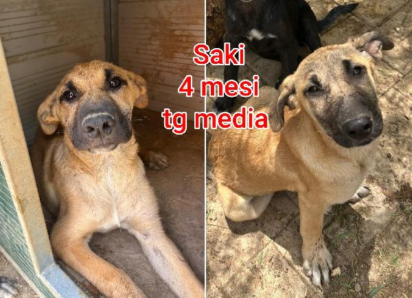 CUCCIOLI DA SALVARE  Foto 4