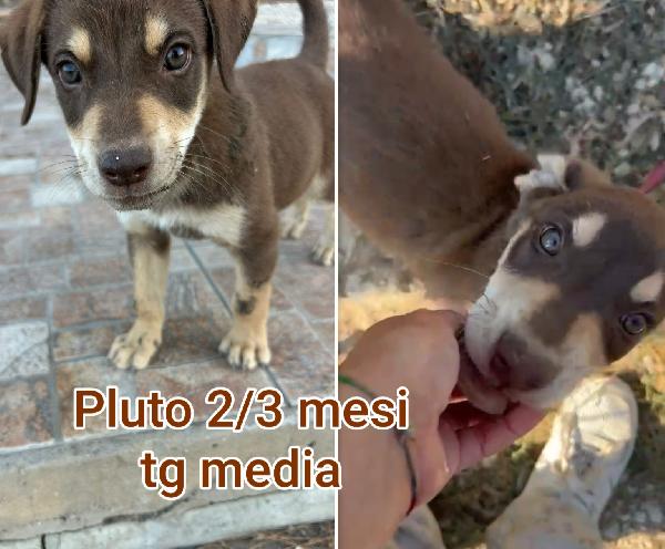 CUCCIOLI DA SALVARE  Foto 6