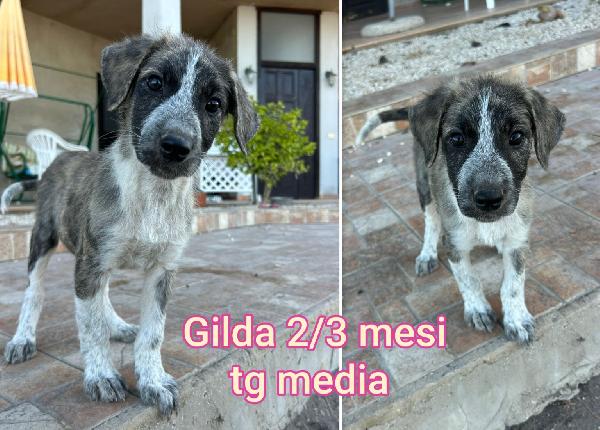 CUCCIOLI DA SALVARE  Foto 7