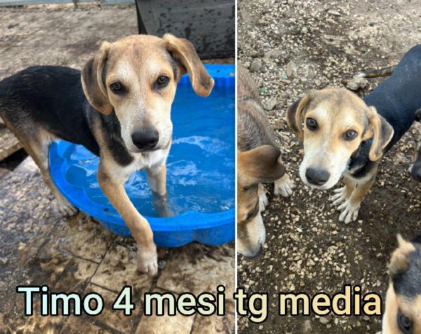 CUCCIOLI DA SALVARE  Foto 10