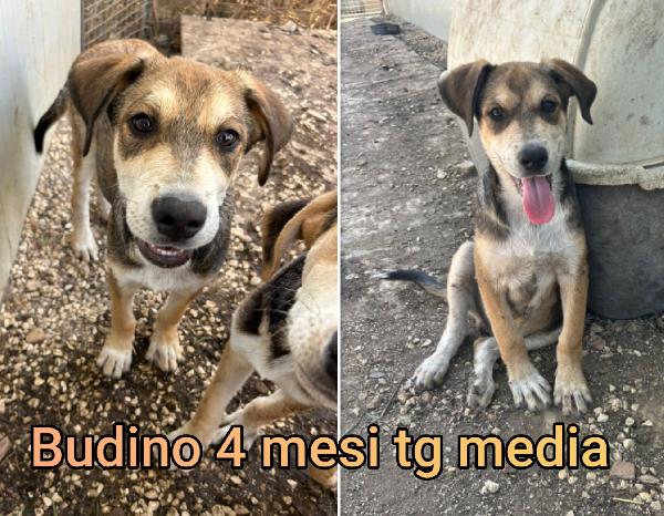 CUCCIOLI DA SALVARE  Foto 11