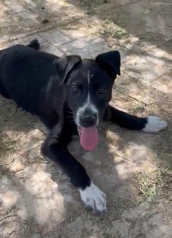 CUCCIOLA NERA CHE NESSUNO VUOLE Foto 4