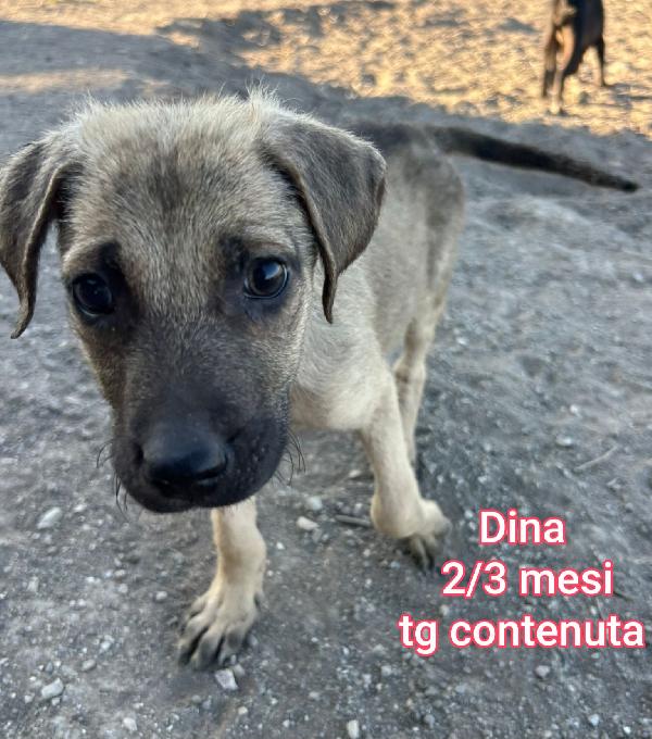 MICINI IN CERCA DI FAMIGLIA Foto 9