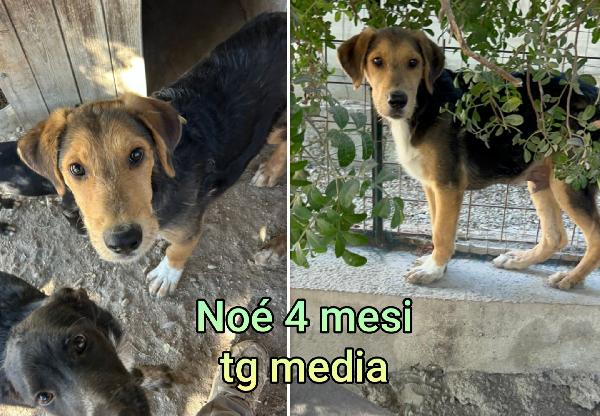TROPPI CUCCIOLI IN RIFUGIO  Foto 9
