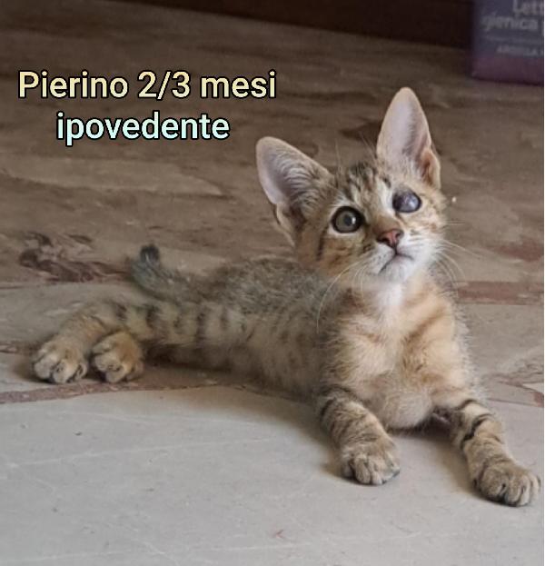 SALVA UN GATTINO!  Foto 5