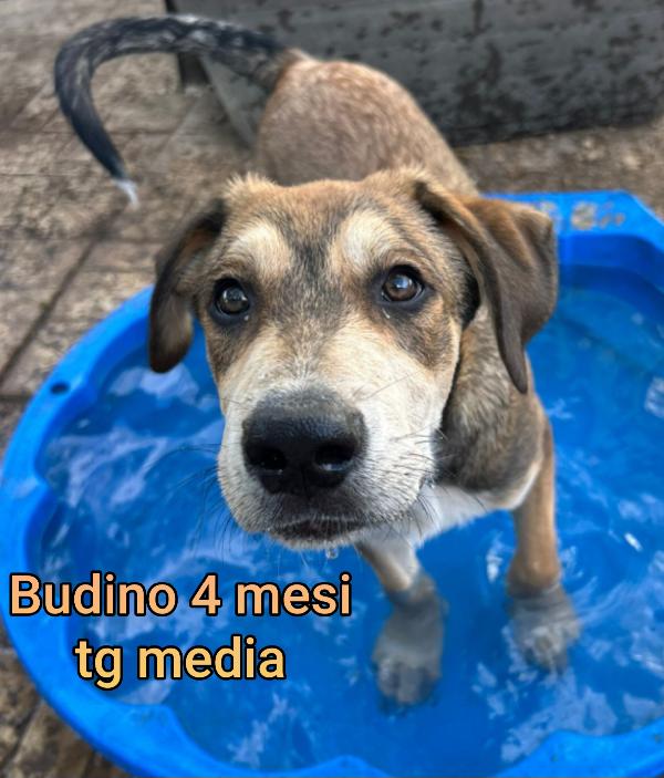 ADOTTA UN CUCCIOLO! Foto 5