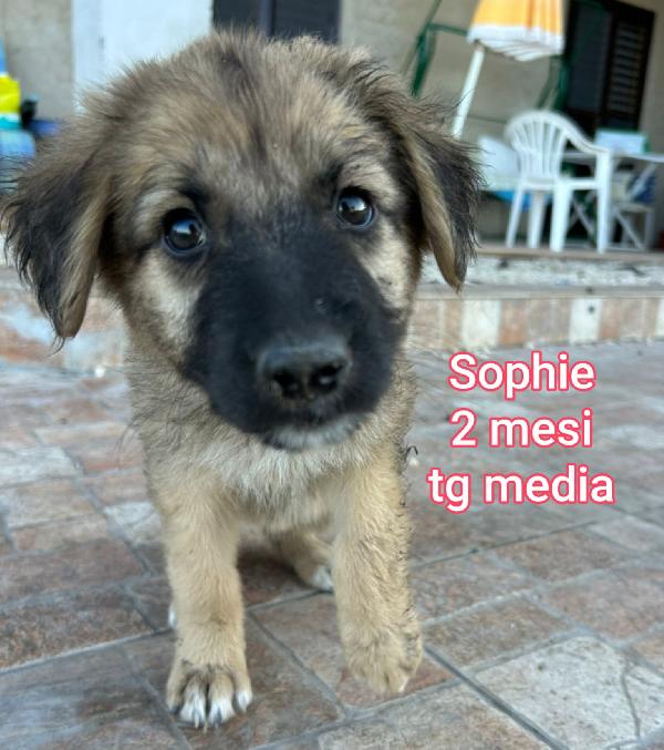 ADOTTA UN CUCCIOLO! Foto 9