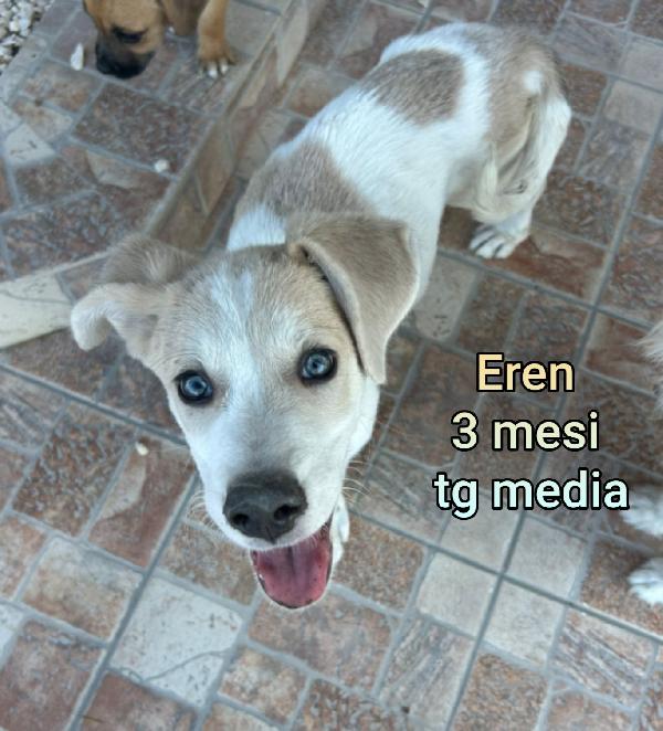 ADOTTA UN CUCCIOLO! Foto 10