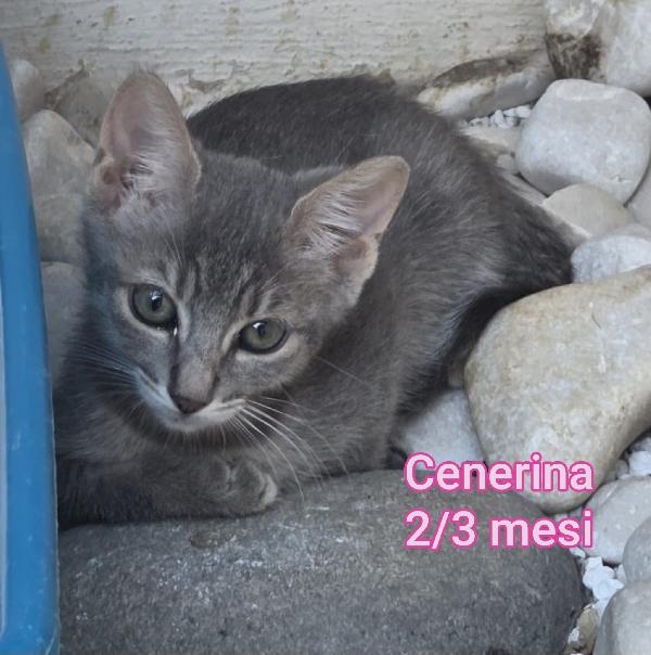 MERAVIGLIOSI GATTINI ABBANDONATI  Foto 9