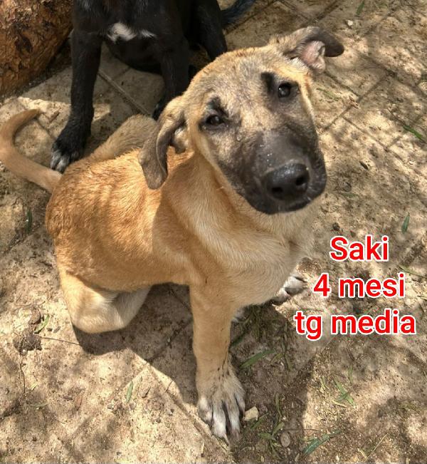 ADORABILI CUCCIOLI DAI 2 MESI  Foto 5