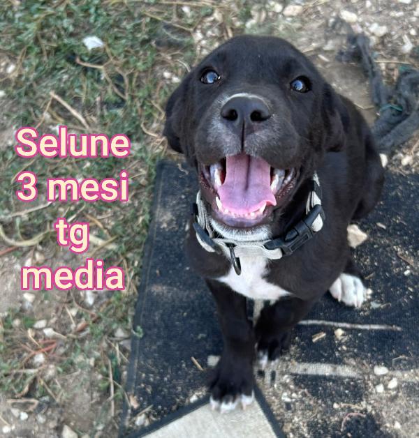 ADORABILI CUCCIOLI DAI 2 MESI  Foto 6