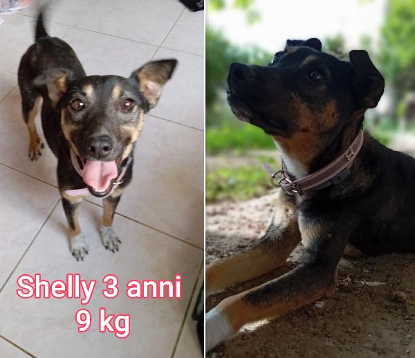 Cagnolini taglia mediopiccola Foto 6