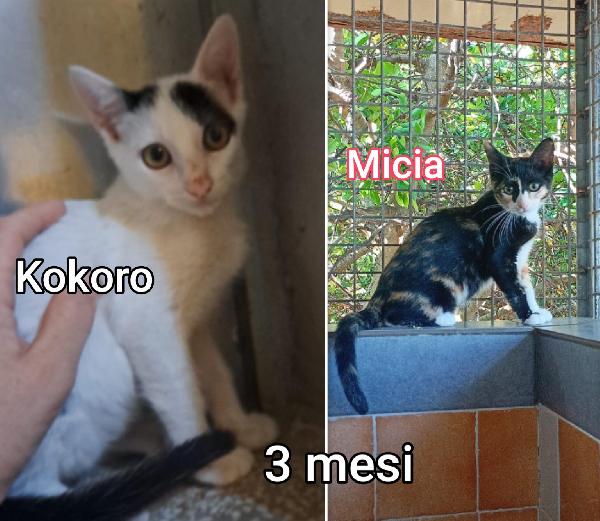 S.O.S. MICETTINI  Foto 4