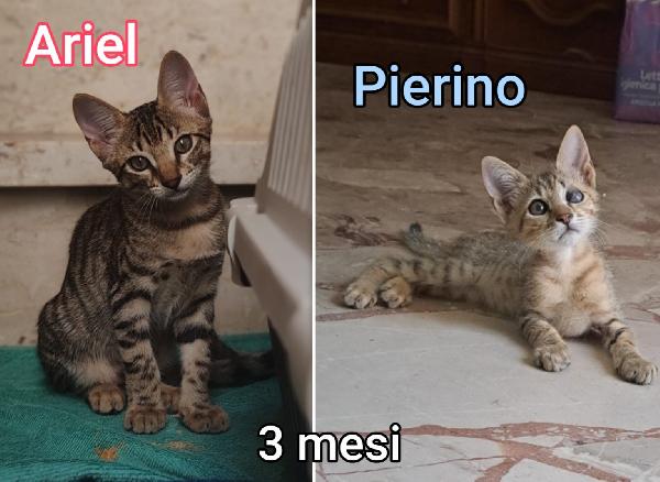 S.O.S. MICETTINI  Foto 5