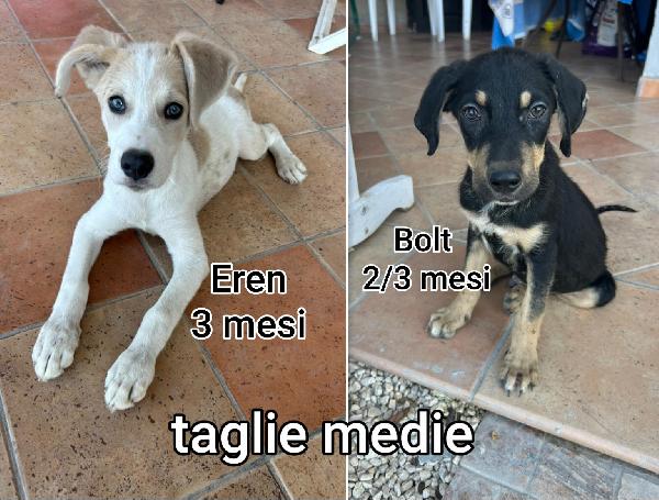 2/3 Mesi, Taglie Medie