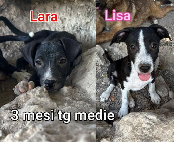 2/3 mesi, taglie medie Foto 2