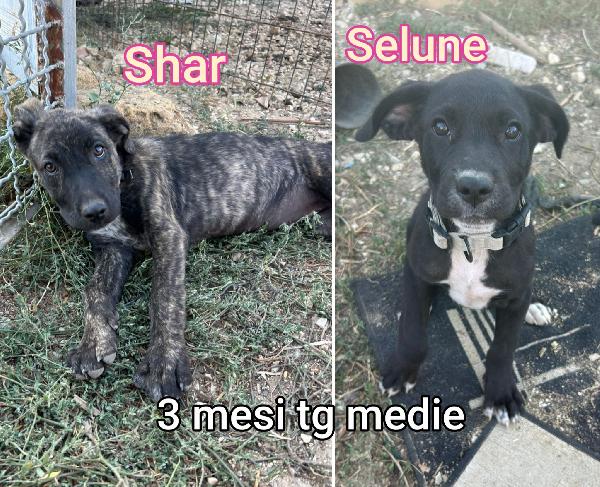 2/3 mesi, taglie medie Foto 3