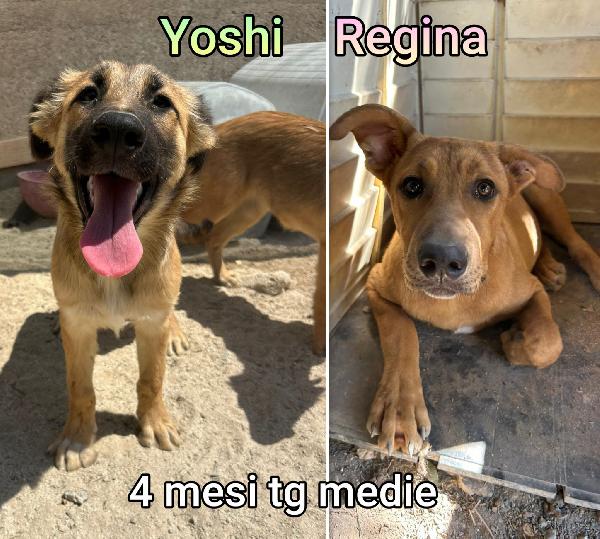 2/3 mesi, taglie medie Foto 4