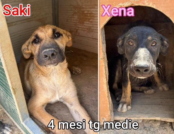 2/3 mesi, taglie medie Foto 5