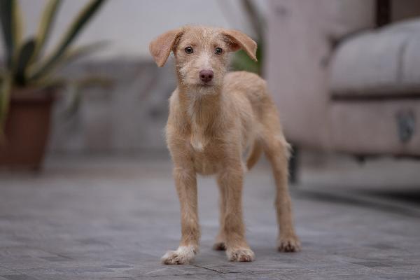 Zizou Meraviglioso Cucciolo Tg Medio Piccola