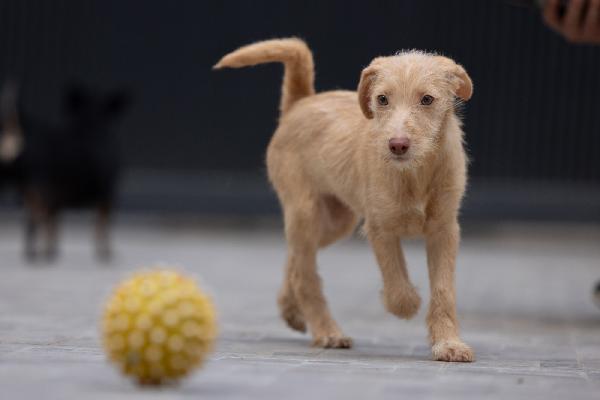 Zizou Meraviglioso Cucciolo Tg Medio Piccola Foto 3